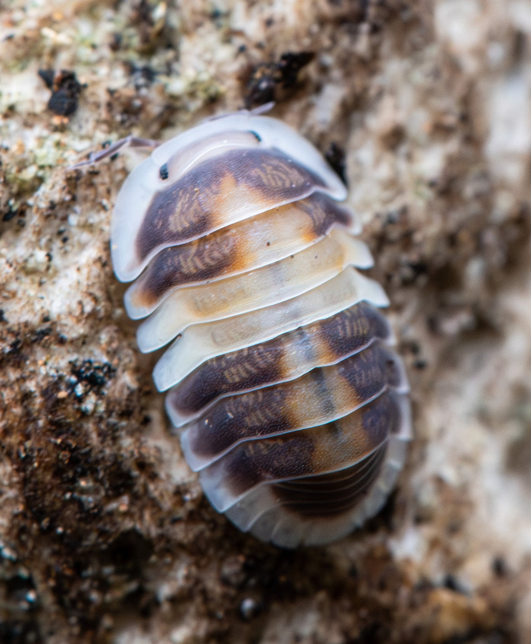 Cappuccino Isopod