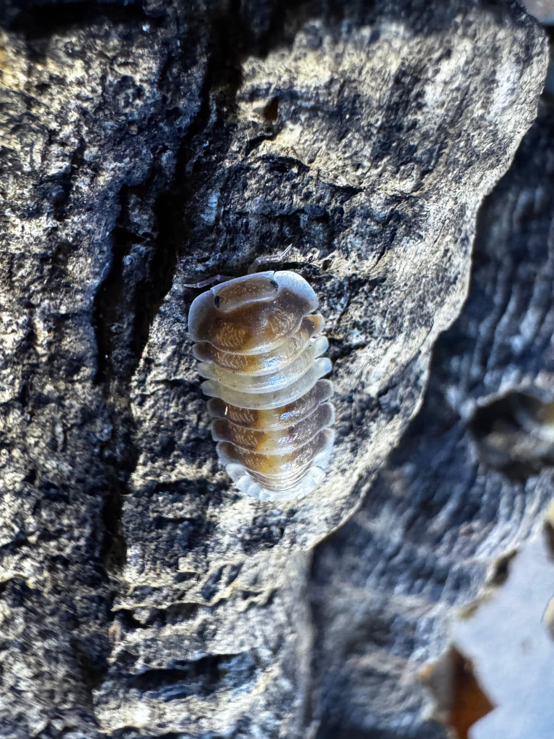 A Cappuccino isopod on grey weathered bark, its brown back broken by cream bands and pale edges.