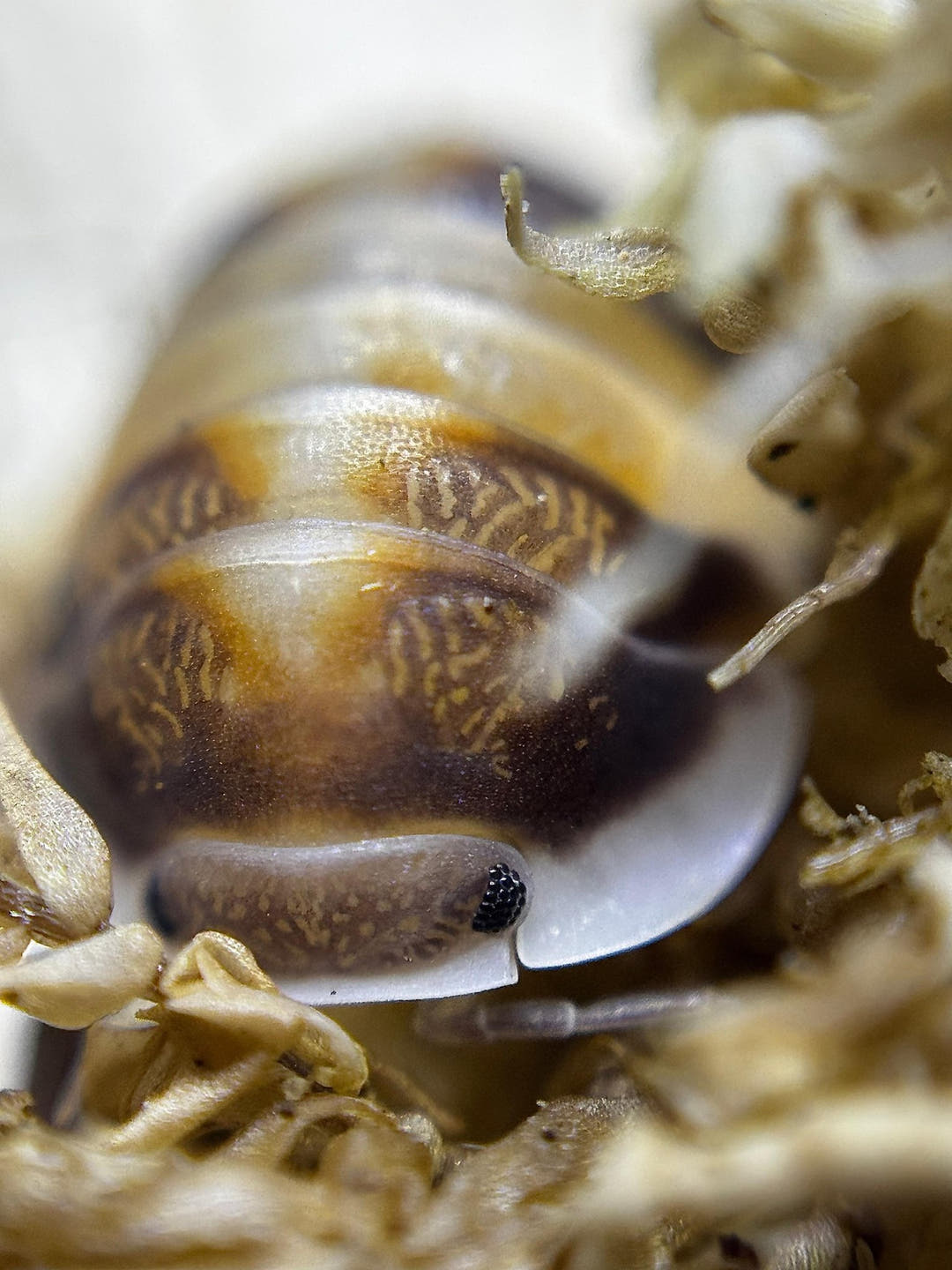 Close view of a Cappuccino isopod, dark brown with orange and cream markings and a black eye, among pale dried plant bits.
