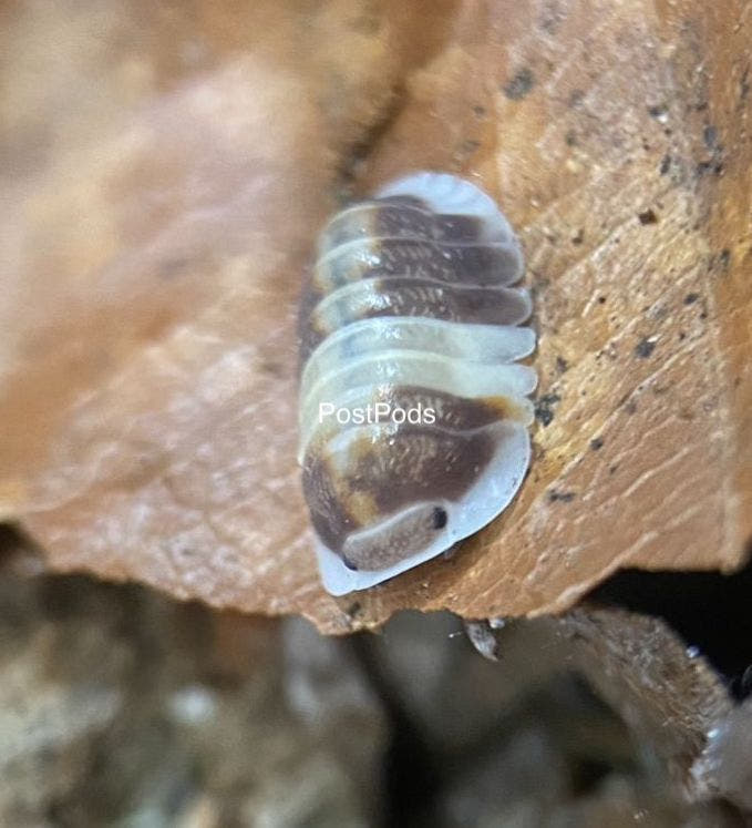Cubaris Cappucino isopod