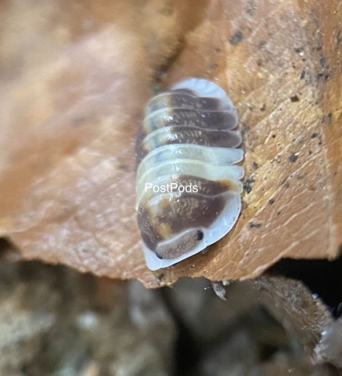 Cubaris Cappucino isopod