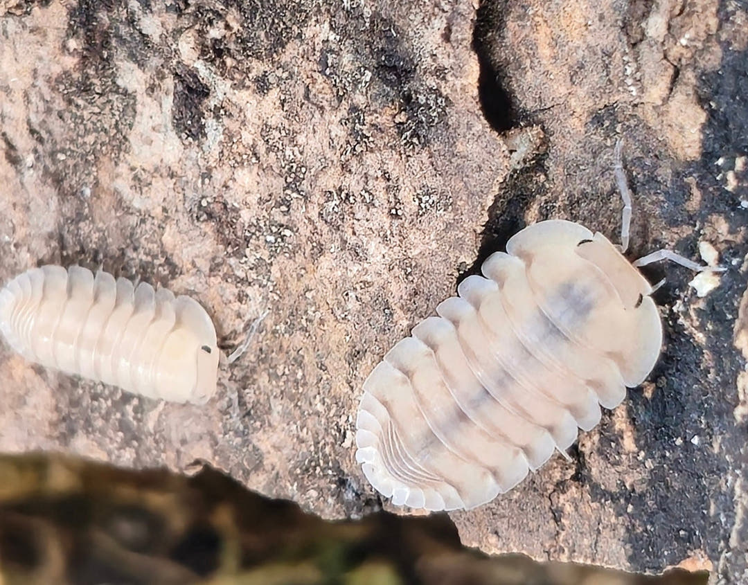 Caramel Cream Isopods (Cubaris sp.)