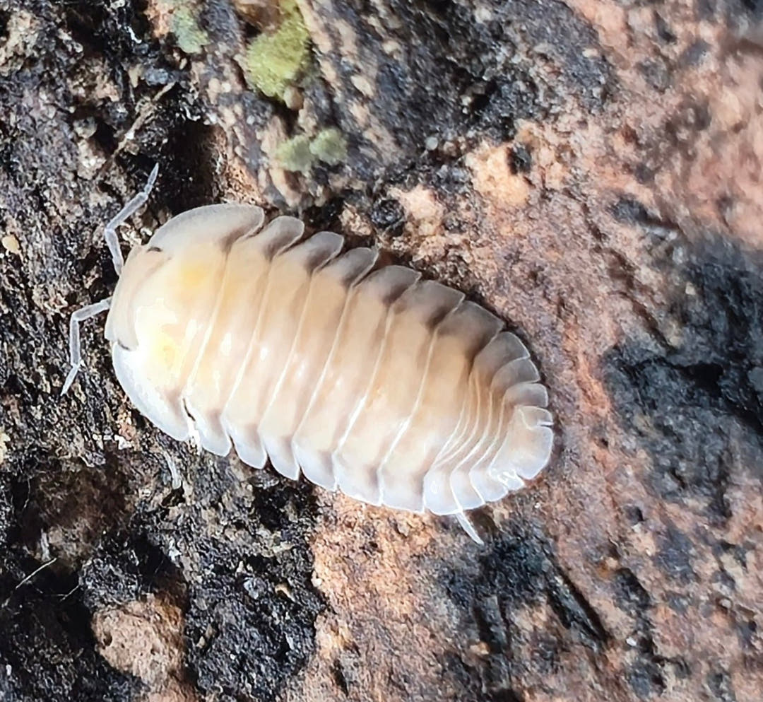 Caramel Cream Isopods (Cubaris sp.)