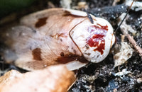 Centurion Porcelain Cockroach