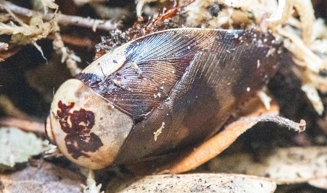 A Centurion porcelain cockroach with glossy dark brown wings and a pale cream head shield, among dry plant stems.
