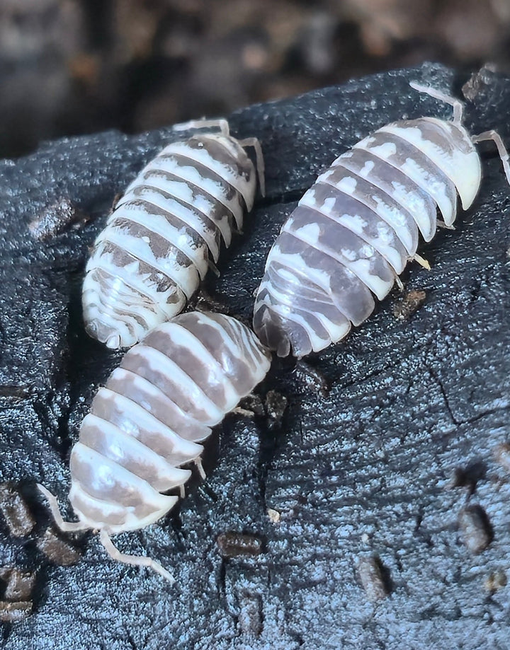 Chocolate Zebra Isopods (Armadillidium Maculatum) - Isopods For Sale UK I PostPods