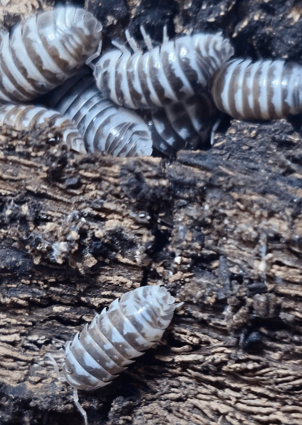 A cluster of Chocolate Zebra isopods on dark wood, with one striped isopod alone on the bark below.