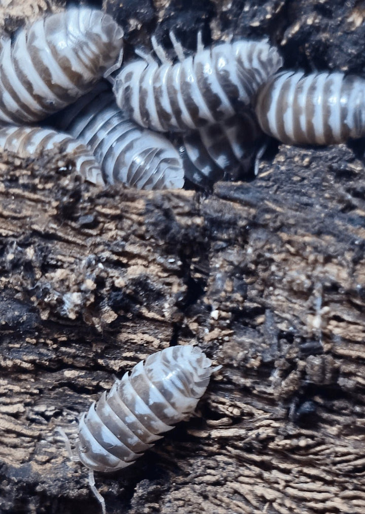 A cluster of Chocolate Zebra isopods on dark wood, with one striped isopod alone on the bark below.
