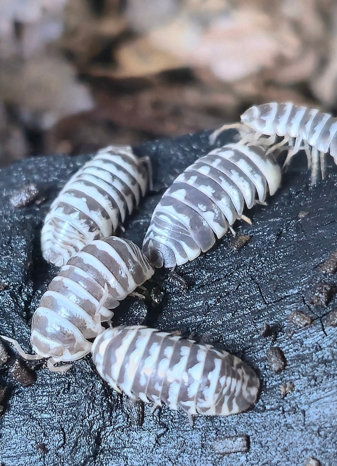 Chocolate Zebra Isopods (Armadillidium Maculatum) - Isopods For Sale UK I PostPods