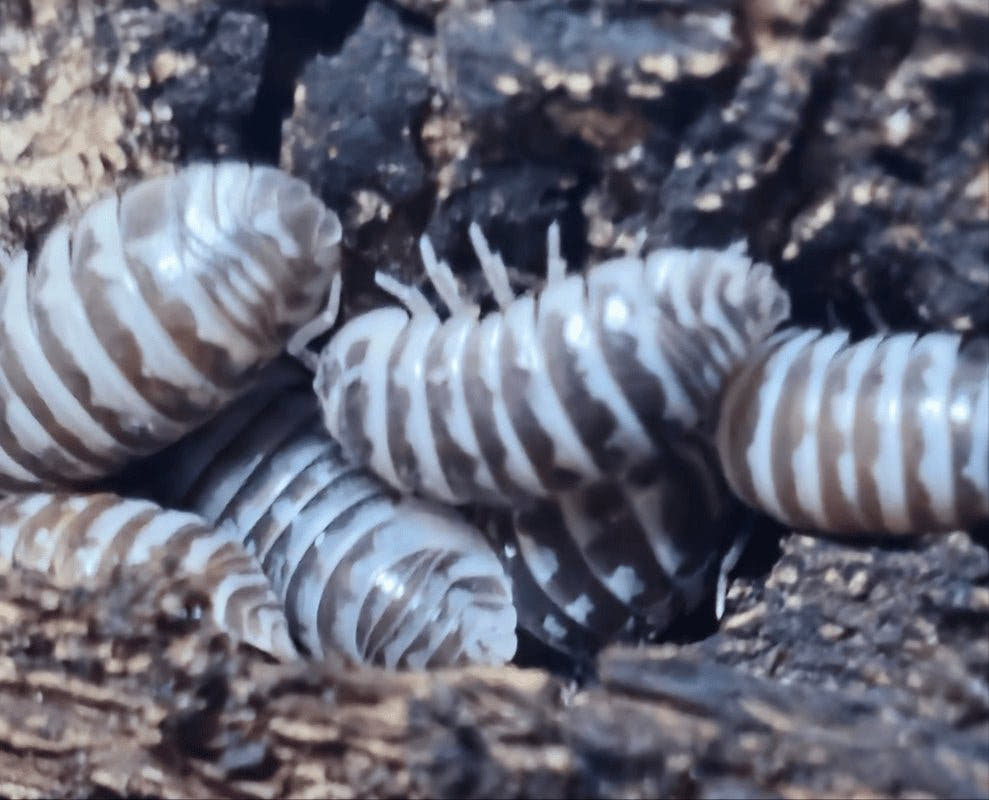 Close, soft-focus view of Chocolate Zebra isopods packed together, their pale bands overlapping.