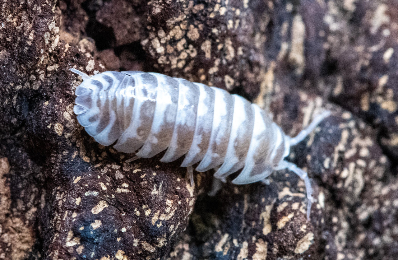 chocolate zebra isopod