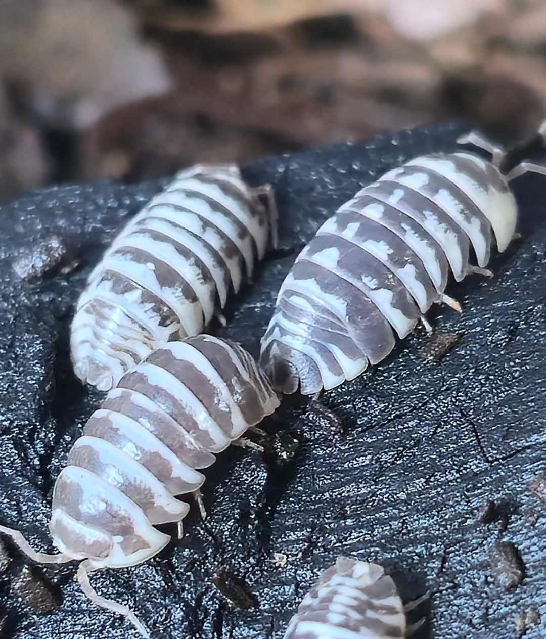 Chocolate Zebra Isopods (Armadillidium Maculatum) - Isopods For Sale UK I PostPods