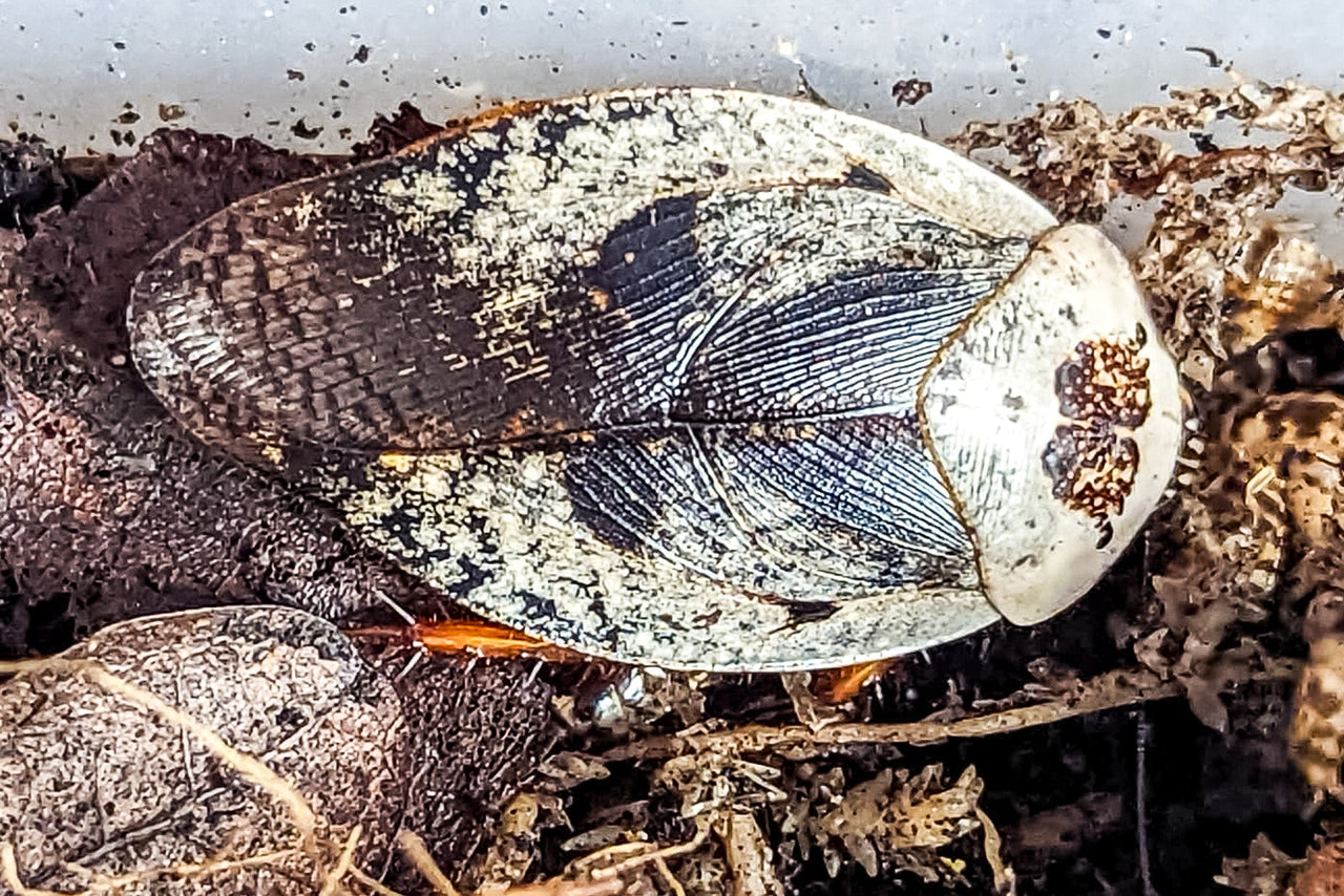 Chrome Cockroach (Gyna Caffrorum)