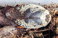 Chrome Cockroach (Gyna Caffrorum)
