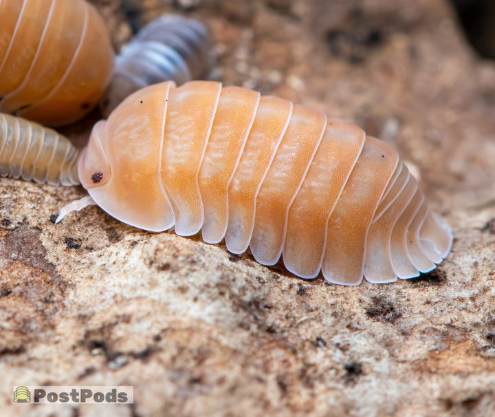 Citrus Panda King Isopods (Cubaris sp.)