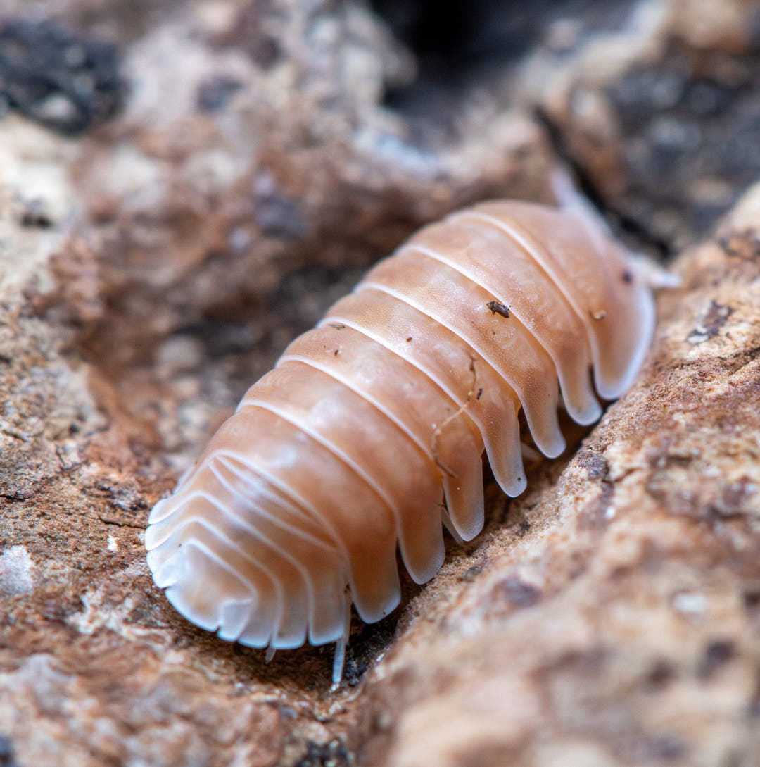 Citrus Panda King Isopods (Cubaris sp.)