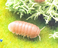 Citrus Panda King Isopods (Cubaris sp.)