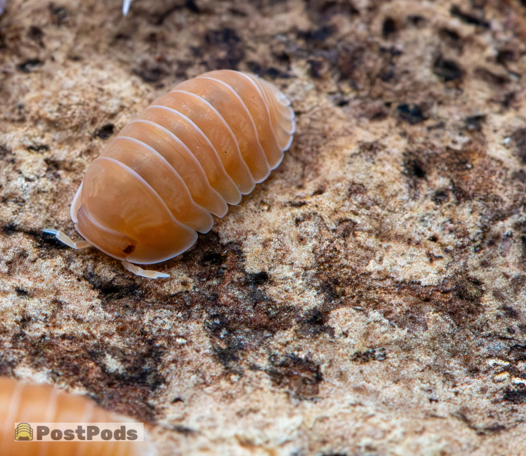 Citrus Panda King Isopods (Cubaris sp.)