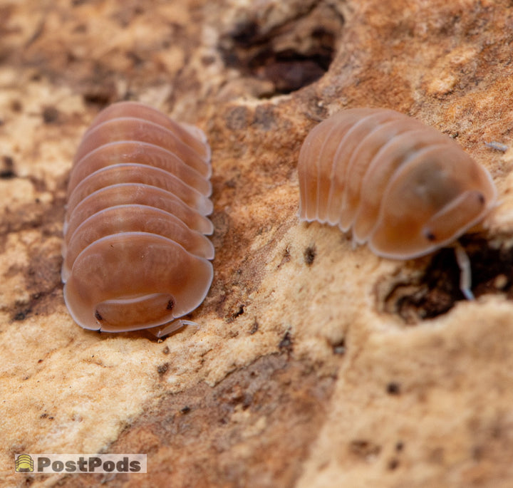 Citrus Panda King Isopods (Cubaris sp.)