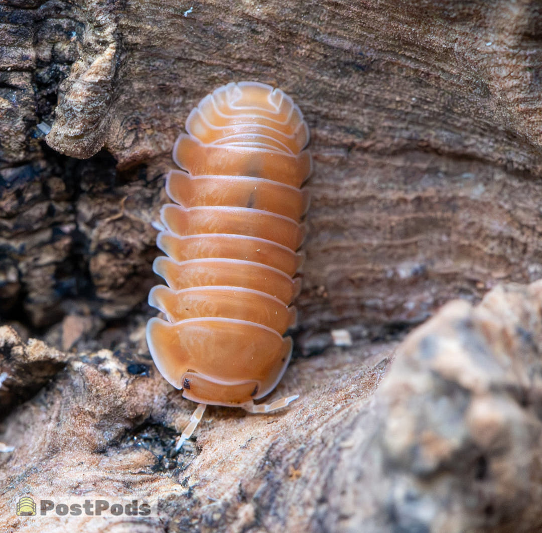 Citrus Panda King Isopods (Cubaris sp.)
