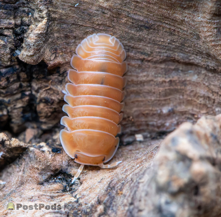 Citrus Panda King Isopods (Cubaris sp.)