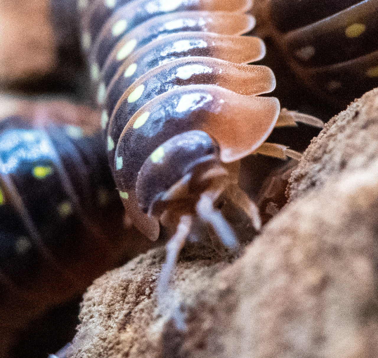 Postpods | Clown 'Montenegro' Isopods (Armadillidium Klugii) | Captive ...