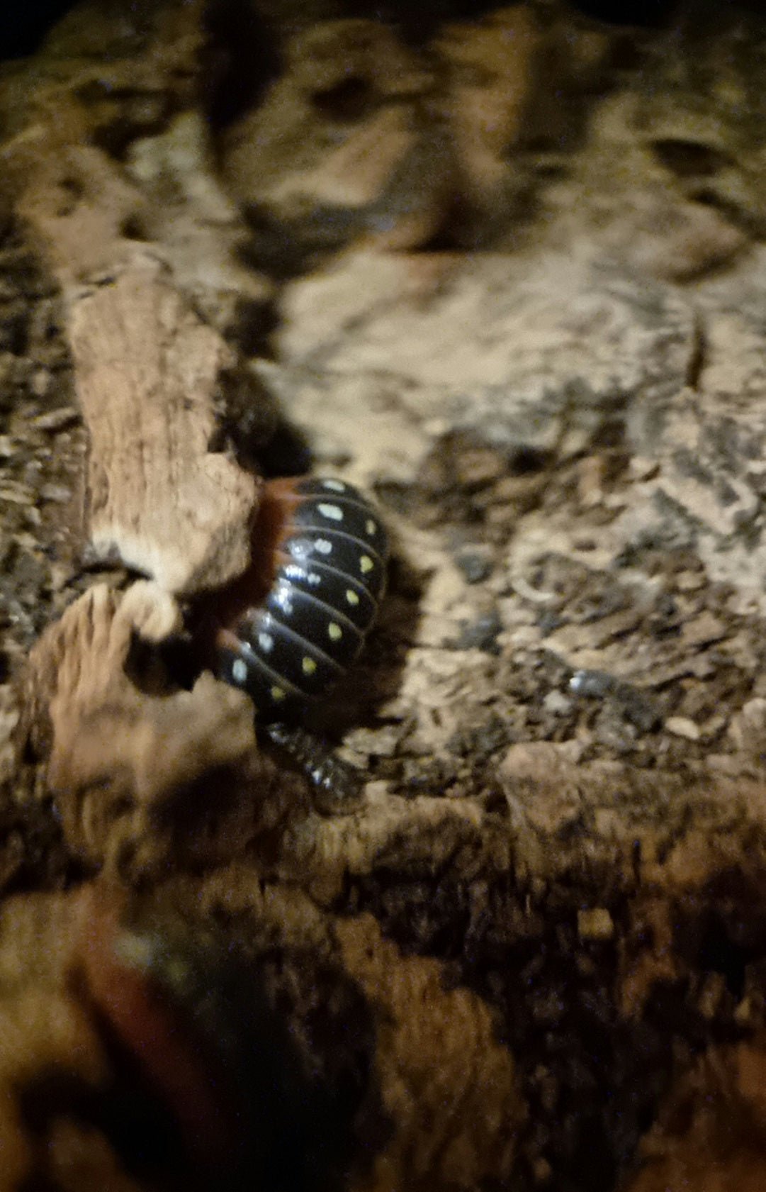 Postpods | Clown 'Montenegro' Isopods (Armadillidium Klugii) | Captive ...