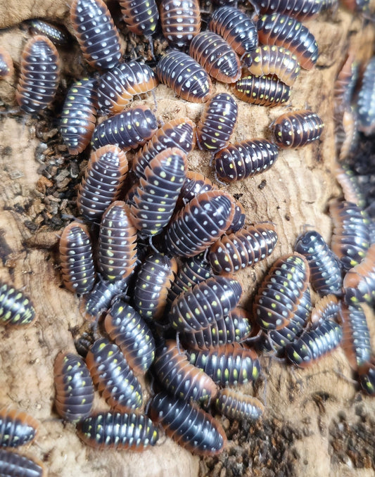 clown isopods for sale