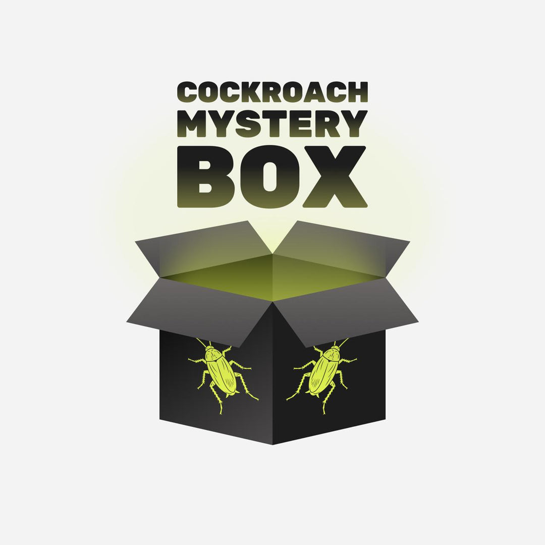Cockroach Mystery Box for Sale