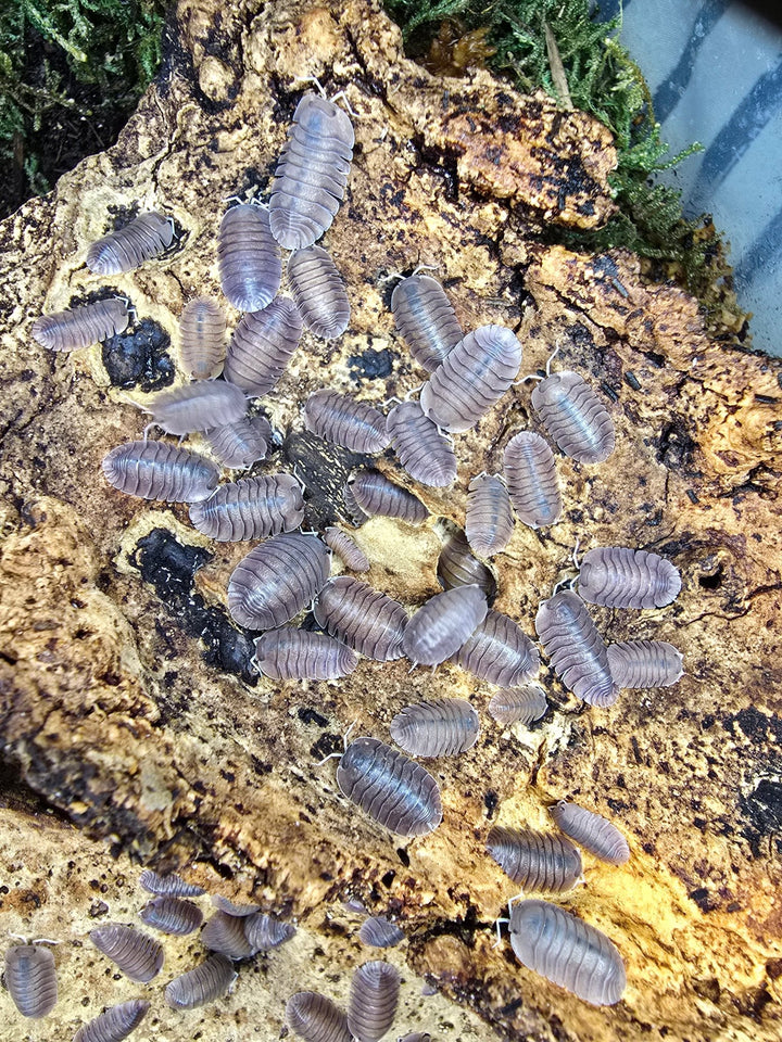 soil Isopods for sale