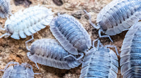 coros isopods