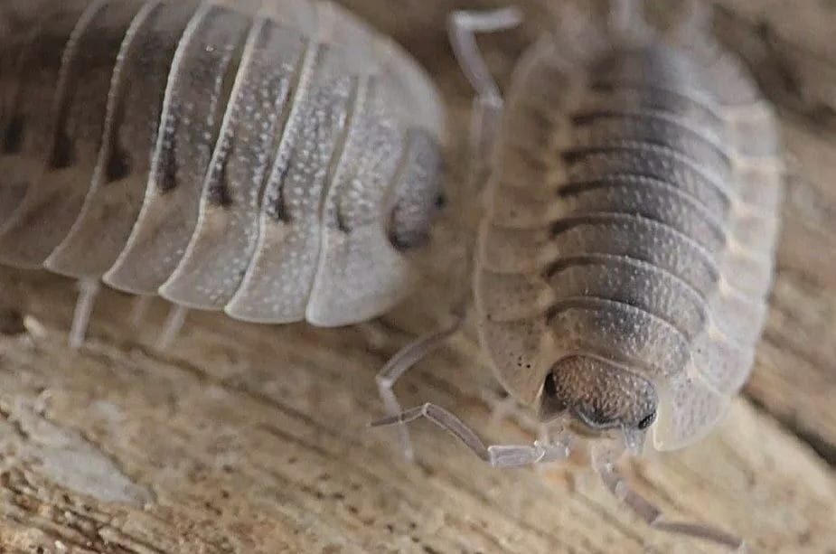 coros isopods