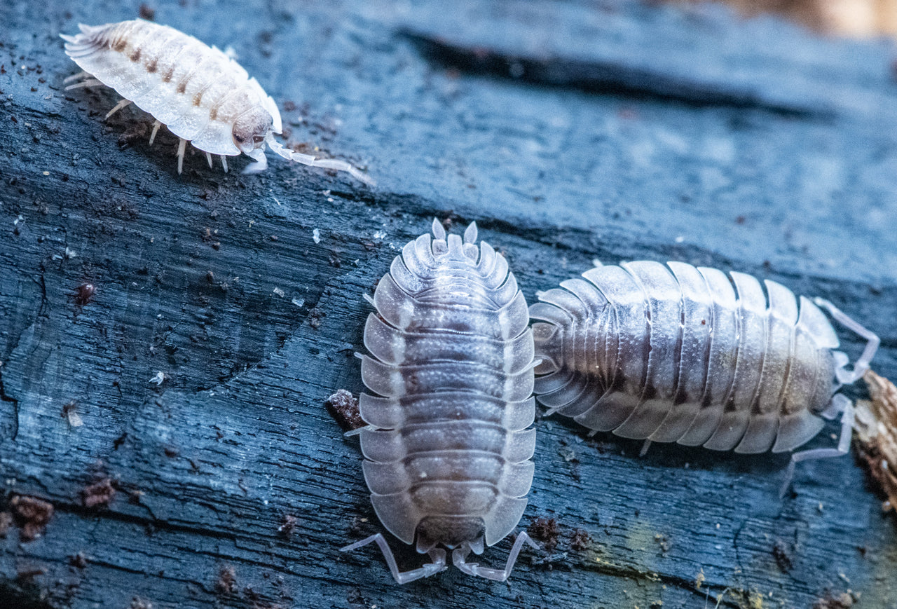 Porcellio Spatulatus 'Coros' Isopods