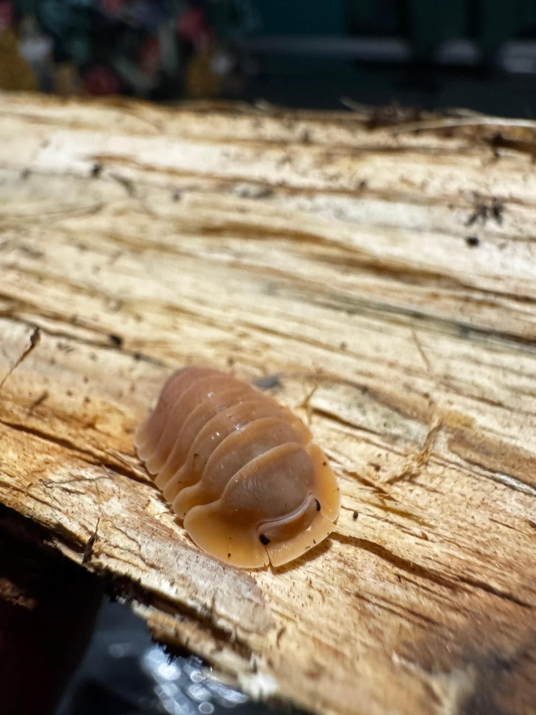 Crabby Isopods (Cubaris sp.)