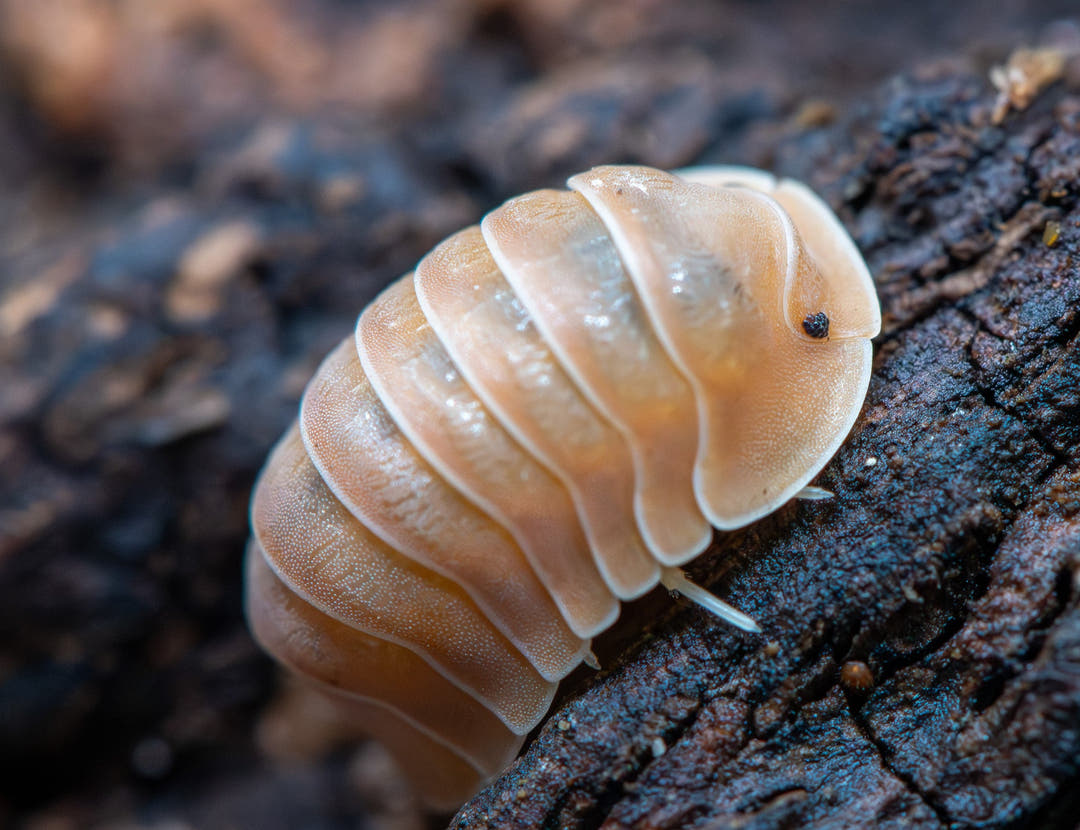 cubaris crabby isopod
