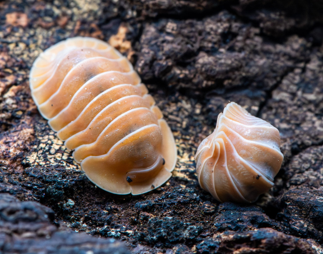 Crabby Isopods (Cubaris sp.)