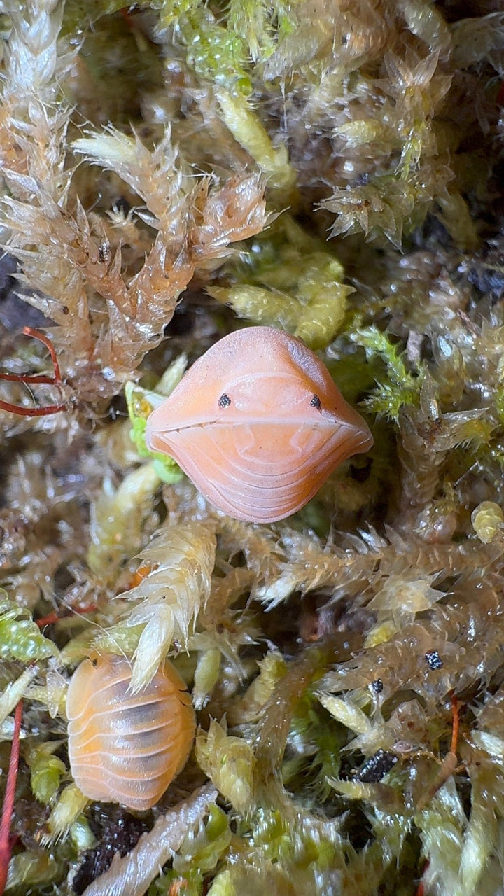 Crabby Isopods (Cubaris sp.)
