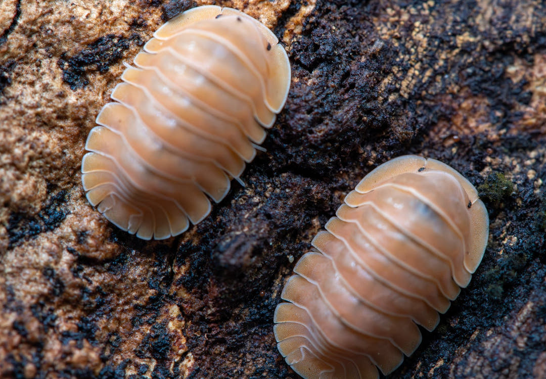 Crabby Isopods (Cubaris sp.)