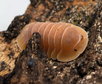 Crabby Isopods (Cubaris sp.)