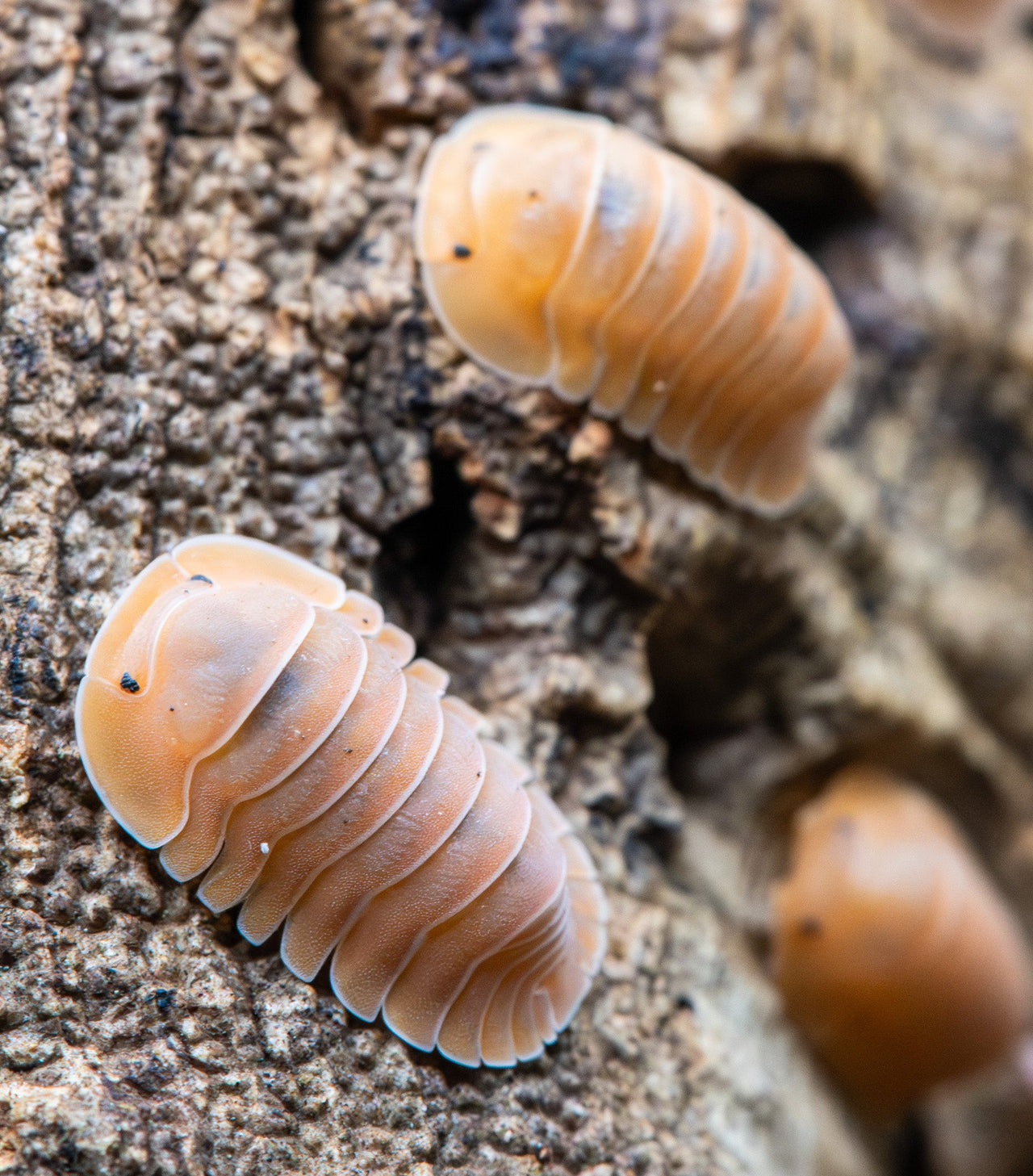 Crabby Isopods (Cubaris sp.)
