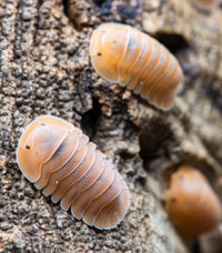 Crabby Isopods (Cubaris sp.)