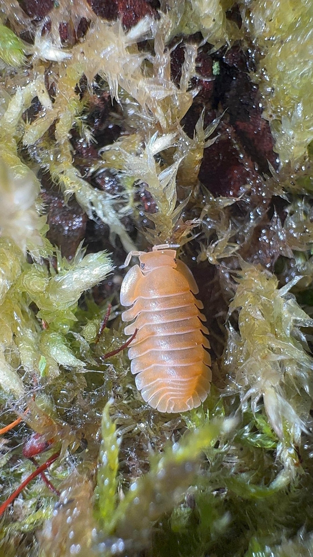 Crabby Isopods (Cubaris sp.)