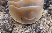 Crabby Isopods (Cubaris sp.)