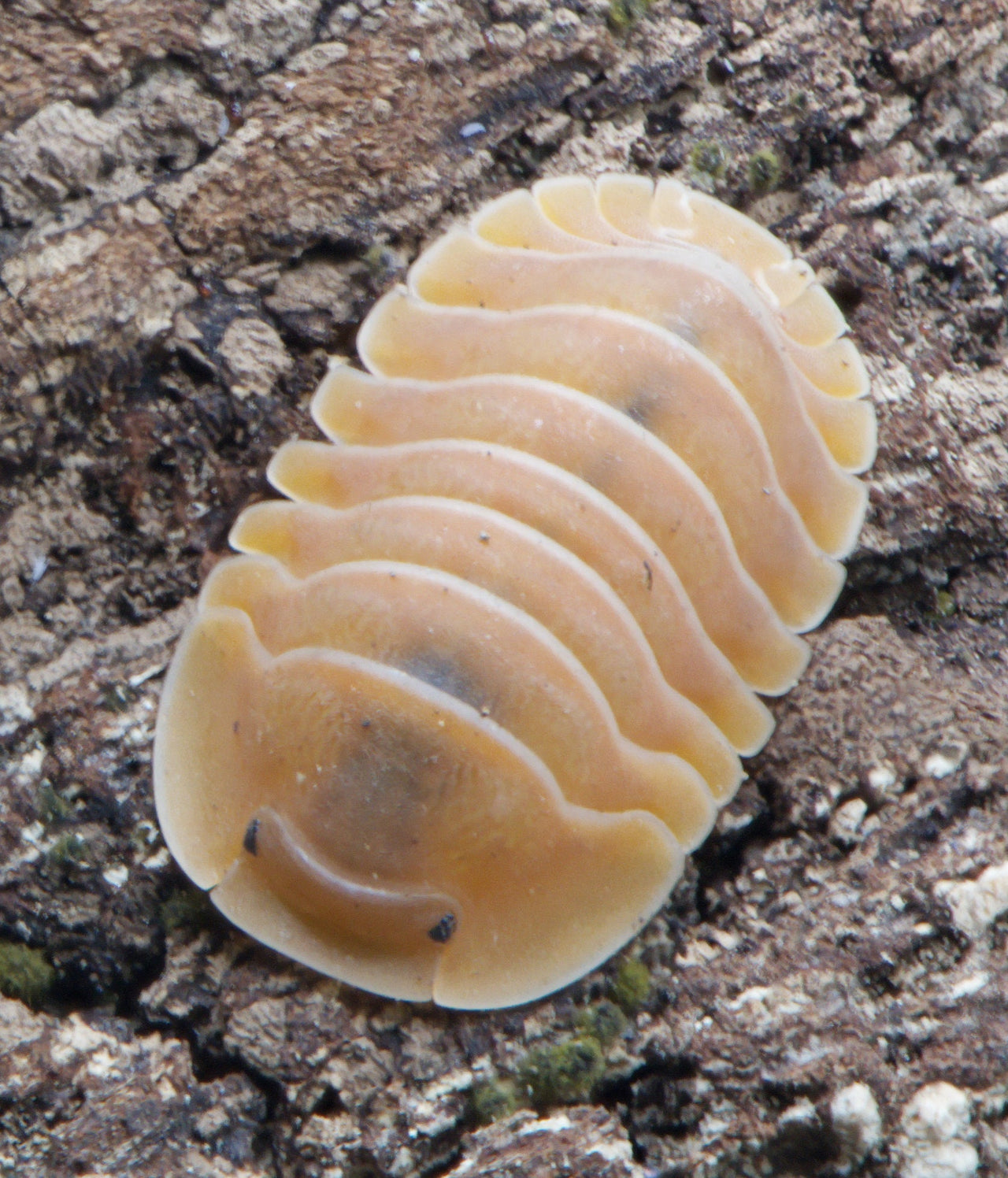 Crabby Isopods (Cubaris sp.)