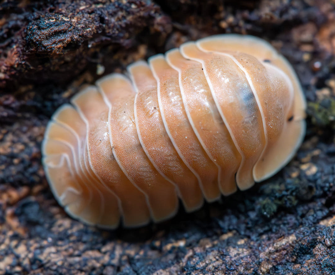 cubaris crabby isopod