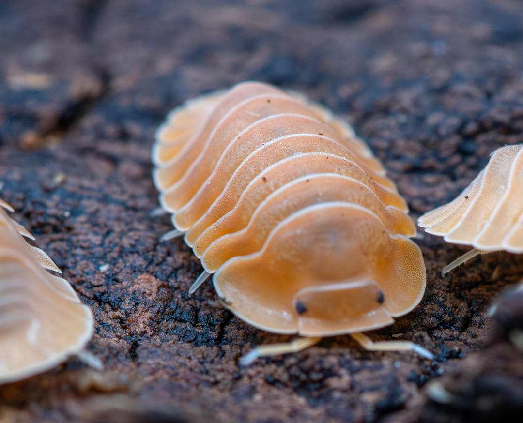 Crabby isopod, Cubaris sp., large and deep orange