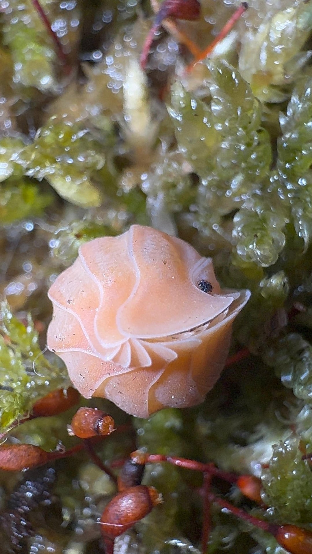 Crabby Isopods (Cubaris sp.)