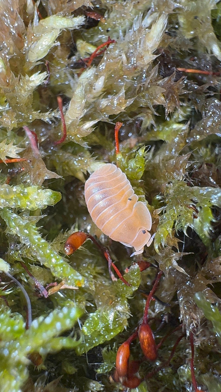 Crabby Isopods (Cubaris sp.)