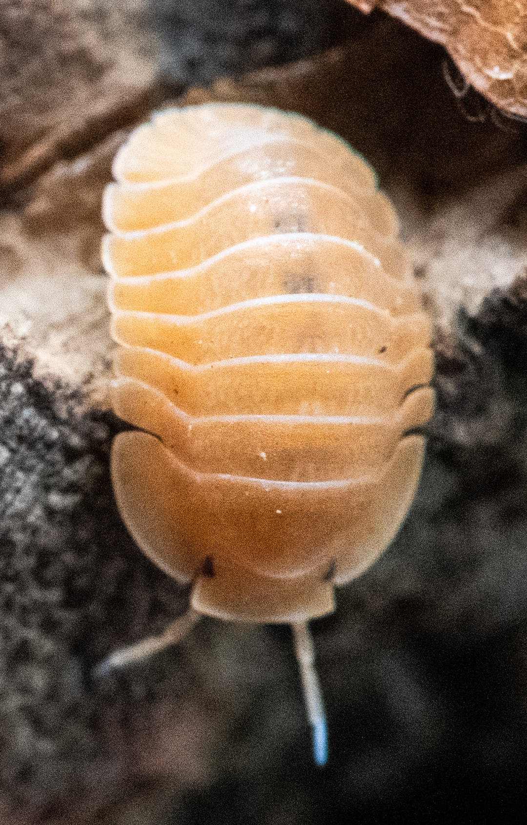 cubaris crabby isopod