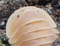 Crabby Isopods (Cubaris sp.)